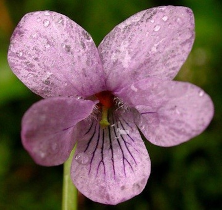Example of a species on the National Wetland Plant List