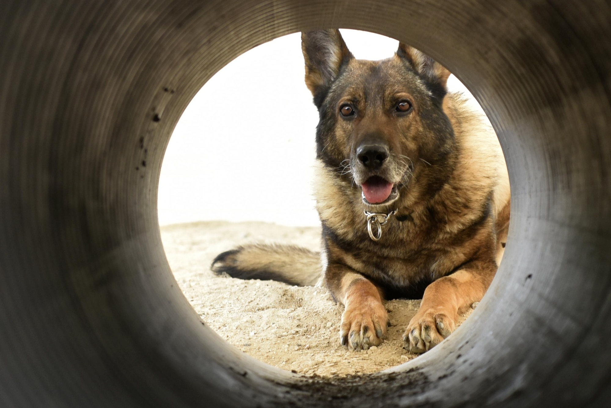 Egon, 407th Expeditionary Security Forces Squadron military working dog, stops after being commanded during an obsticle course training exercise May 23, 2017, at the 407th Air Expeditionary Group in Southwest Asia. Egon's handler is Senior Airman Carlton Isaacson, they have been partners for approximately a year and a half. (U.S. Air Force photo by Senior Airman Ramon A. Adelan)