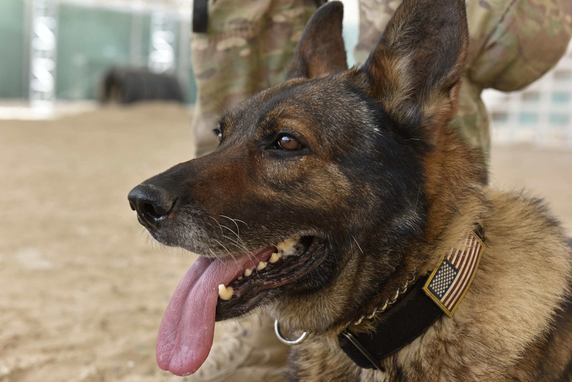 Egon, 407th Expeditionary Security Forces Squadron military working dog, rests after an obsticle course training exercise May 23, 2017, at the 407th Air Expeditionary Group in Southwest Asia. Egon's handler is Senior Airman Carlton Isaacson, they have been partners for approximately a year and a half. (U.S. Air Force photo by Senior Airman Ramon A. Adelan)