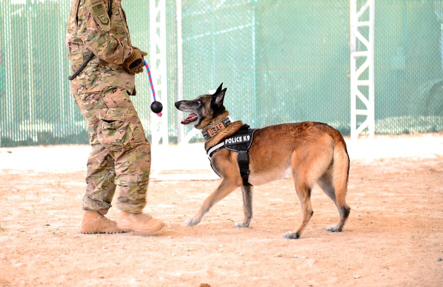 U.S. Air Force Senior Airman Omar Araujo, a military working dog handler and his partner Syrius a military working dog assigned to the 407th Expeditionary Security Forces Squadron play fetch during some down time in Southwest Asia on May 23, 2017. Araujo and Syrius have been partners for about a year now and are deployed in support of Operation Inherent Resolve. Military working dogs are the first line of defense when it comes to explosive detection and provide security sweeps throughout the installation. (U.S. Air Force photo by Tech Sgt. Andy M. Kin)