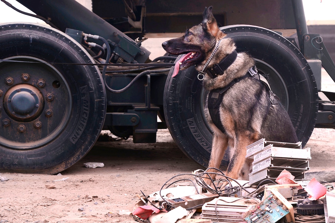 Koko, a military working dog, signals to Navy Petty Officer 2nd Class Victor Green, not shown, that he has found an improvised explosive device during training at Camp Lemonnier, Djibouti, June 9, 2017. Air Force photo by Staff Sgt. Lindsay Cryer