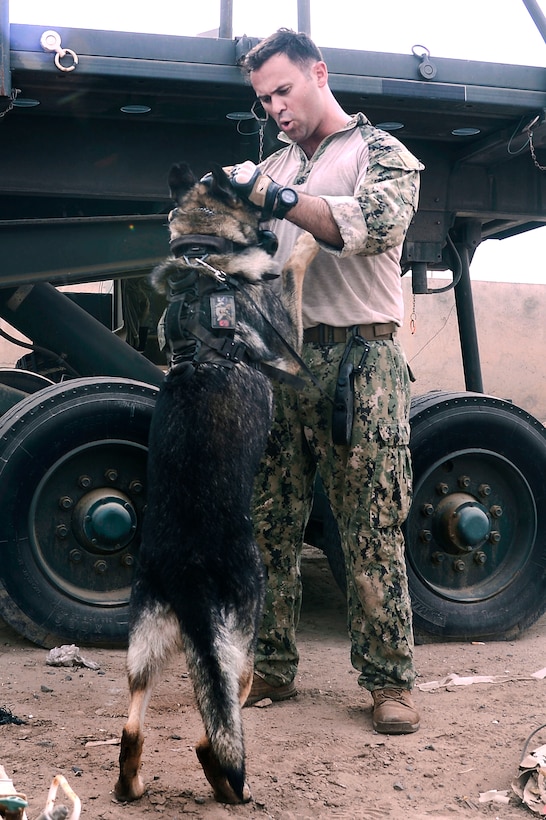 Navy Petty Officer 2nd Class Victor Green rewards his dog, Koko, a military working dog for detecting improvised explosive devices during training at Camp Lemonnier, Djibouti, June 9, 2017. Green is a military working dog handler assigned to Combined Joint Task Force-Horn of Africa. Air Force photo by Staff Sgt. Lindsay Cryer