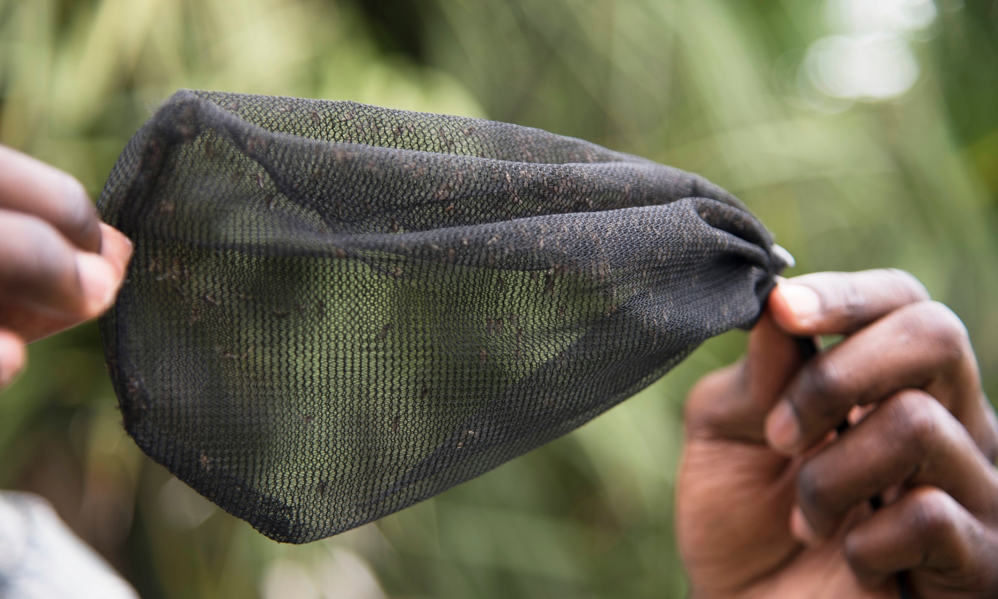 U.S. Air Force Staff Sgt. Cornelius Bransah, the NCO in charge of food safety and sanitation assigned to the 6th Aerospace Medical Squadron, holds a net containing more than 100 mosquitoes at MacDill Air Force Base, Fla., June 13, 2017. After trapping the mosquitoes, Bransah will freeze them, hand count them, and send the data he collects to MacDill and Hillsborough County Pest Management. (U.S. Air Force photo by Airman 1st Class Adam R. Shanks)