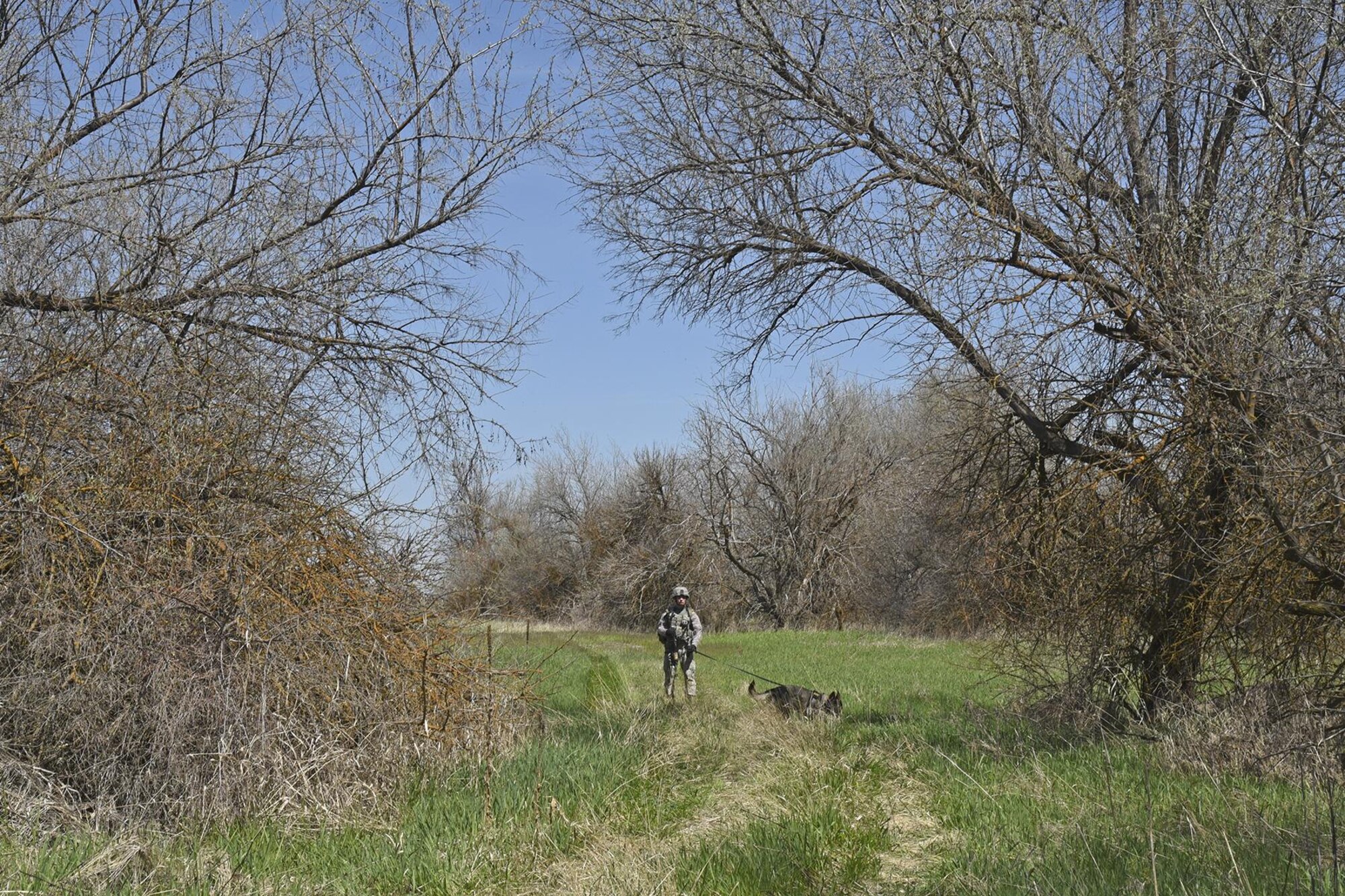 Senior Airman Kyle Wentz, 92nd Security Forces Squadron Military Working Dog handler, and MWD Brenda assess the best way to sweep a forested area during deployment training May 10, 2017, at Fairchild Air Force Base, Washington. Keeping handlers on their toes and observant in all situations ensures for a successful relationship with their K-9s. (U.S. Air Force photo/Senior Airman Mackenzie Richardson)