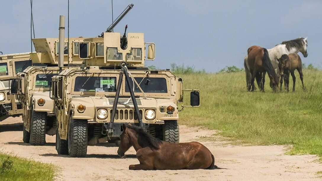A wild horse blocks an Army convoy during training operations at Fort Polk, La., June 17, 2017. Soldiers ultimately drove their vehicles around the horse. Army photo by Staff Sgt. Daniel Love
