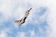 A plane belonging to the U.S. Air Force air demonstration squadron “Thunderbirds” flies over the heads of media upon their arrival at the Dayton International Airport in Vandalia, Ohio, June 19, 2017. The squadron will be performing for crowds at the Vectren Dayton Air Show later in the week. (U.S. Air Force photo by Wesley Farnsworth)