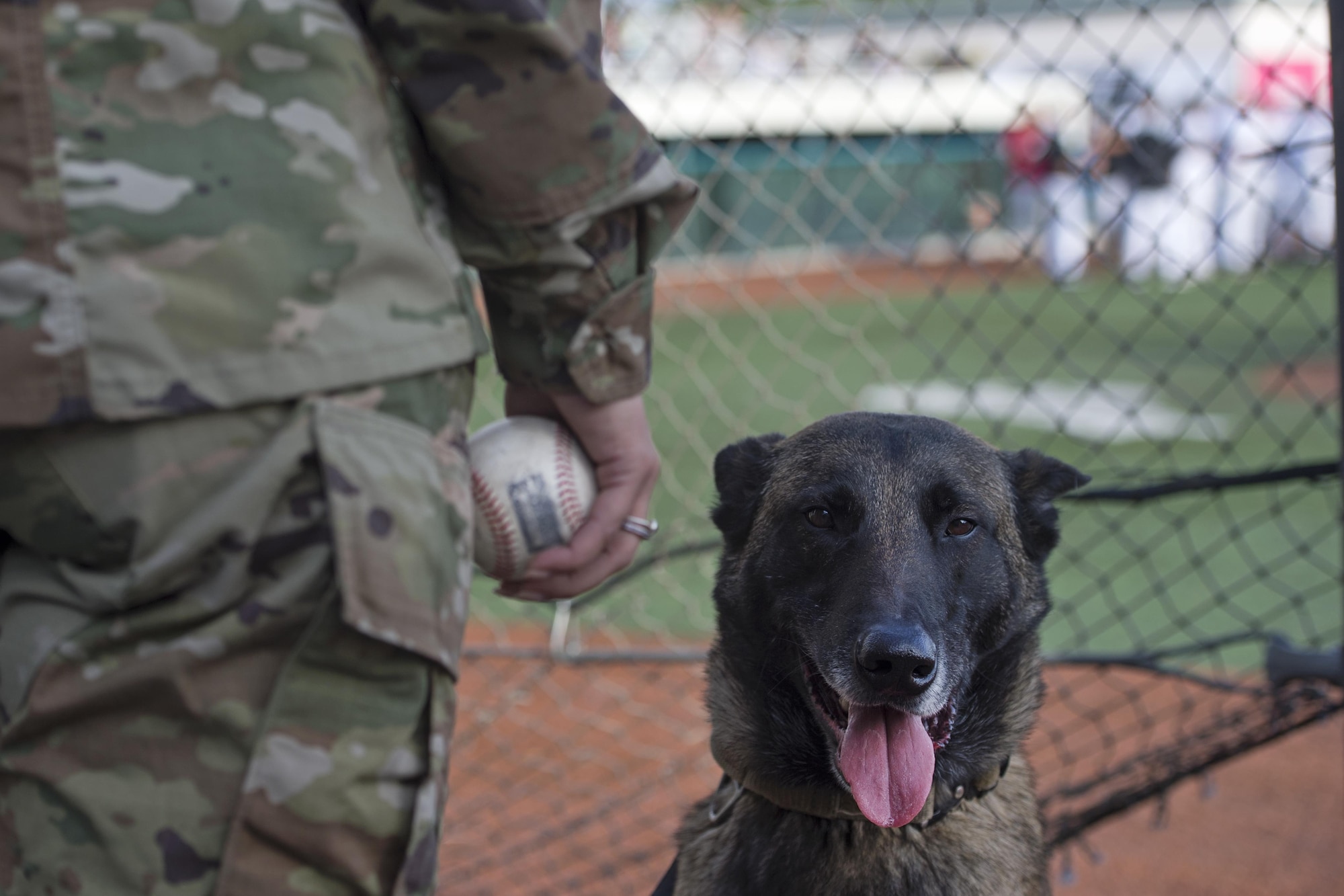 Sokkol, a military working dog of the 549th Military Working Dog detachment from Joint Base Elmendorf-Richardson, patiently waits to deliver a baseball for the first pitch at Mulcahy Stadium in Anchorage, Alaska, June 16, 2017. The Anchorage Bucs faced off against the Peninsula Oilers for a doubleheader as part of a military appreciation event.