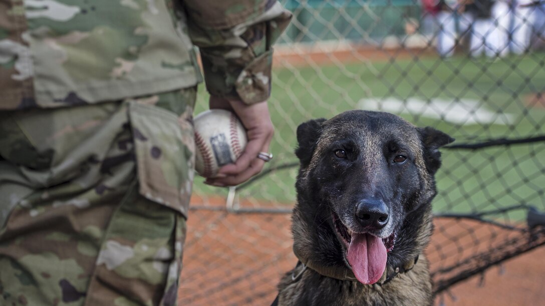 Military working dog Sokkol waits to deliver a baseball for the first pitch of an Anchorage Bucs doubleheader against the Peninsula Oilers as part of a military appreciation event at Mulcahy Stadium in Anchorage, Alaska, June 16, 2017. Air Force photo by Airman 1st Class Javier Alvarez