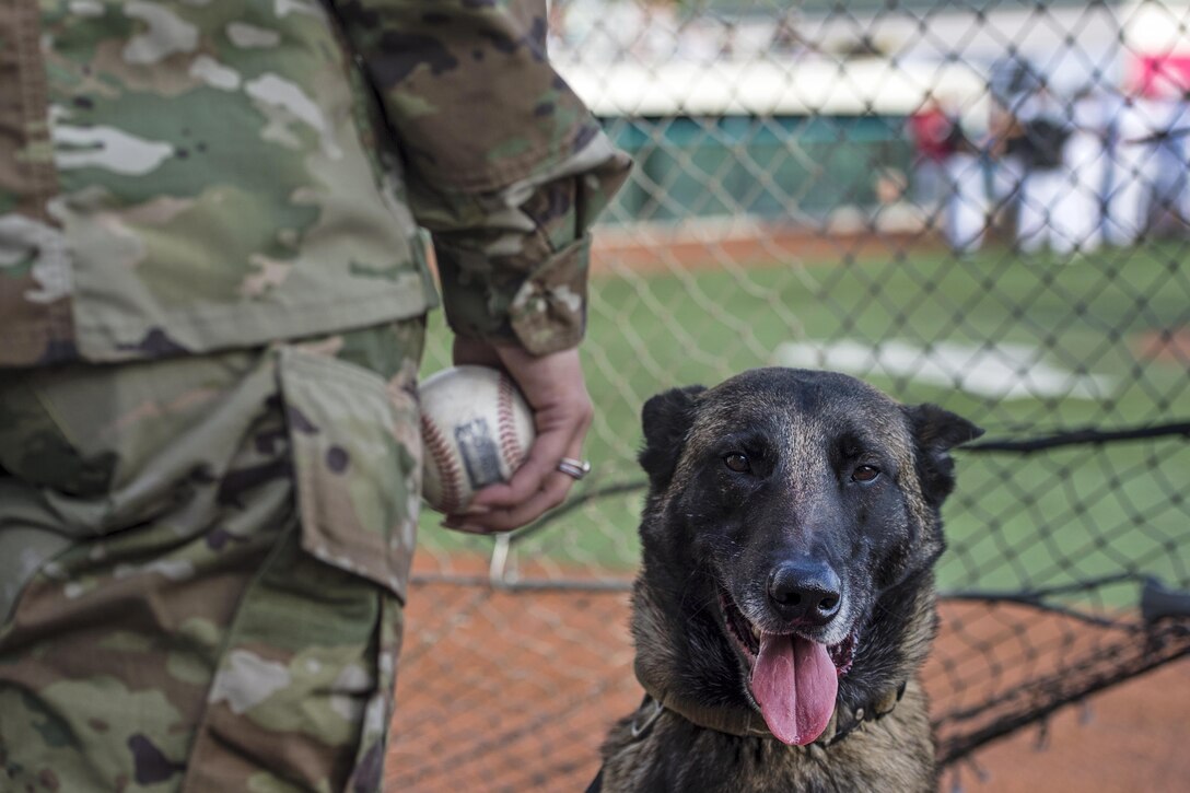 Military working dog Sokkol waits to deliver a baseball for the first pitch of an Anchorage Bucs doubleheader against the Peninsula Oilers as part of a military appreciation event at Mulcahy Stadium in Anchorage, Alaska, June 16, 2017. Air Force photo by Airman 1st Class Javier Alvarez