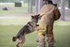 Military Working Dog Benga, 23d Security Forces Squadron, bites Cadet Tamarchus Burley, Jackson State University Detachment 006, as part of a bite demonstration during Operation Air Force 2017, June 14, 2017, at Moody Air Force Base, Ga. The annual event is designed to give cadets a hands-on training experience and a glance at various mission assets at bases across the world. The program allows cadets to confirm or reassess their pursued career fields while learning different support functions to become better leaders of Airmen in the future. (U.S. Air Force photo by Senior Airman Greg Nash)