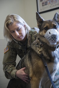 U.S. Army Captain Daniela Roberts, South Texas Branch Veterinarian Services veterinarian, searches to body of Beki, military working dog, for new injuries June 19, 2017, at Joint Base San Antonio-Randolph Veterinarian Clinic.  Military veterinarians ensure the strength of veterinary public health capabilities through veterinary medical and surgical care, food safety and defense, biomedical research and development.