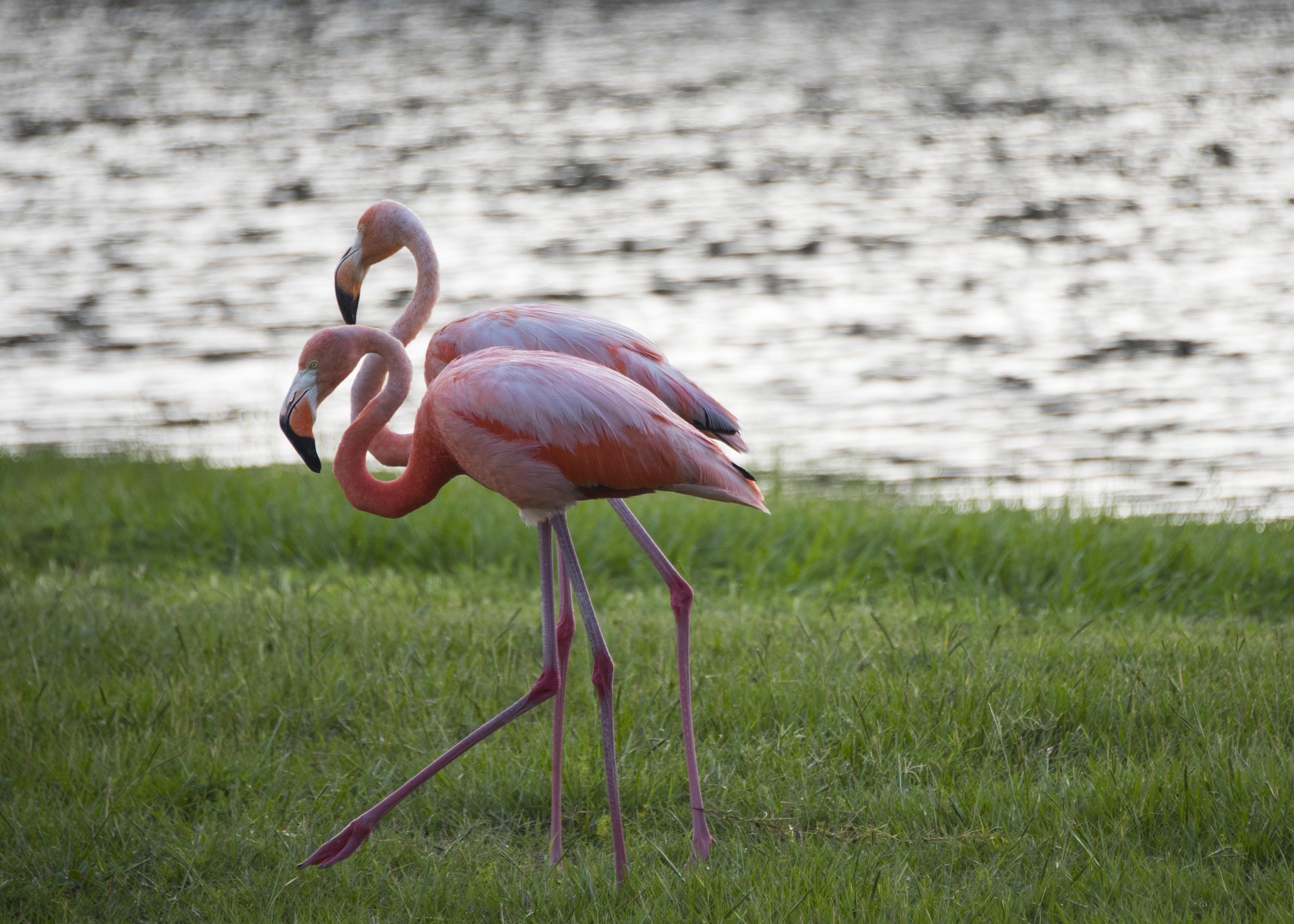 A pair of flamingos walk the bank of Weekly Pond June 23 at Eglin Air Force Base, Fla. According to a Jackson Guard biologist the flamingos may be here because they were caught in a storm or seeking shelter from a weather front. (U.S. Air Force photo/Ilka Cole) 