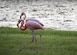 A pair of flamingos walk the bank of Weekly Pond June 23 at Eglin Air Force Base, Fla. According to a Jackson Guard biologist the flamingos may be here because they were caught in a storm or seeking shelter from a weather front. (U.S. Air Force photo/Ilka Cole) 