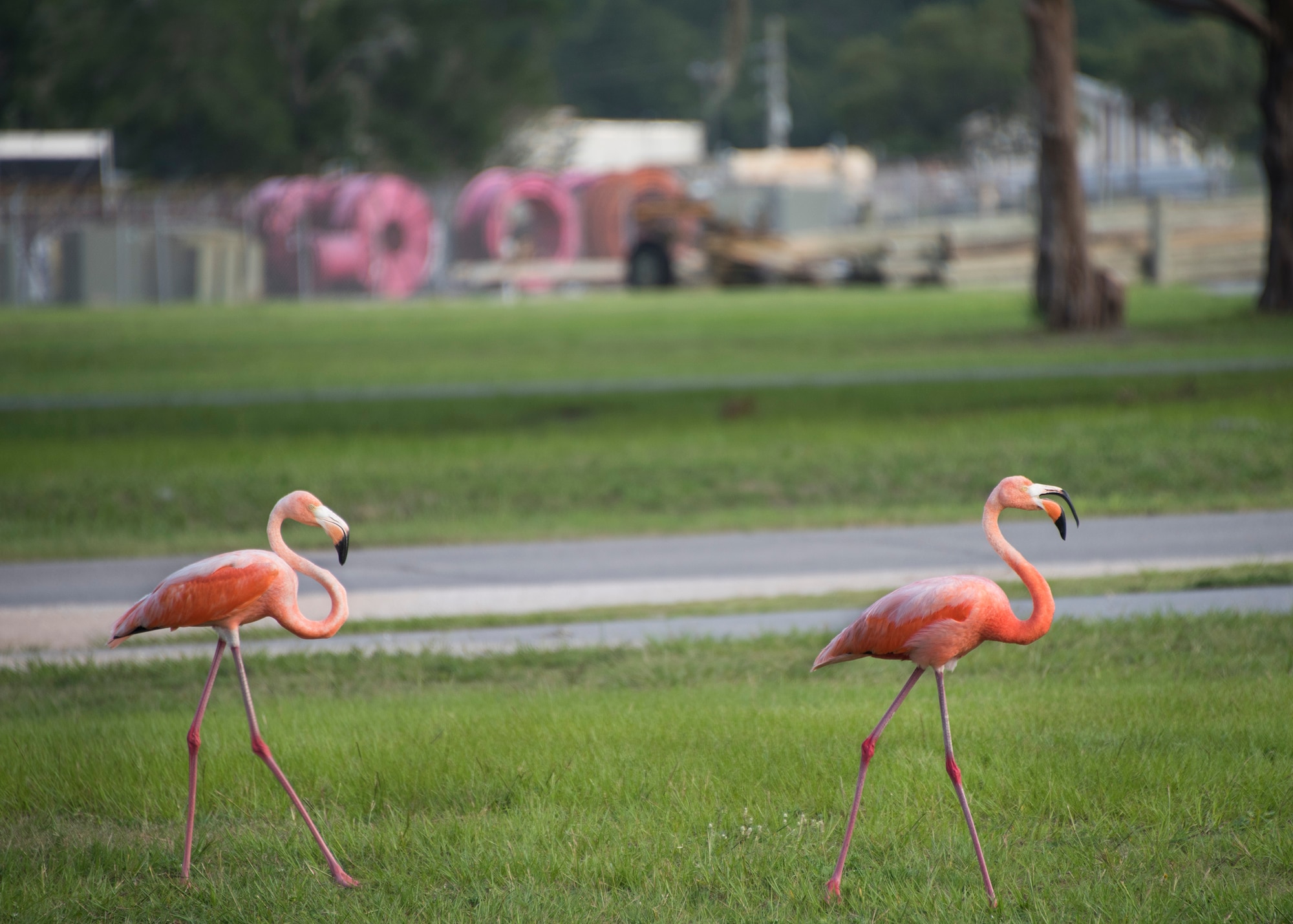 A pair of flamingos walk toward the bank of Weekly Pond June 23 at Eglin Air Force Base, Fla. According to a Jackson Guard biologist the flamingos may be here because they were caught in a storm or seeking shelter from a weather front. (U.S. Air Force photo/Ilka Cole) 