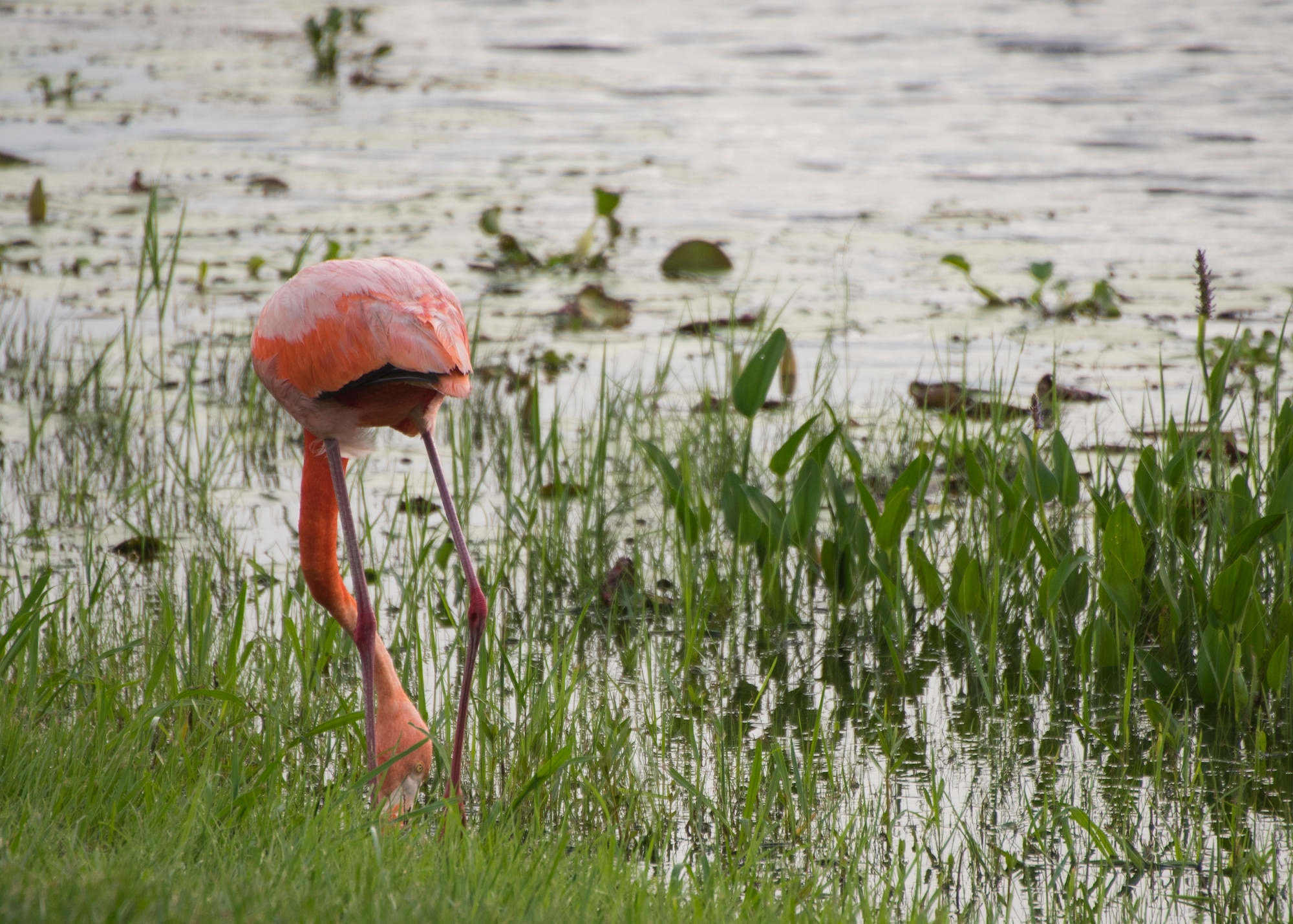 A flamingo feeds nears the bank of Weekly Pond June 23 at Eglin Air Force Base, Fla. According to a Jackson Guard biologist the flamingos may be here because they were caught in a storm or seeking shelter from a weather front. (U.S. Air Force photo/Ilka Cole) 