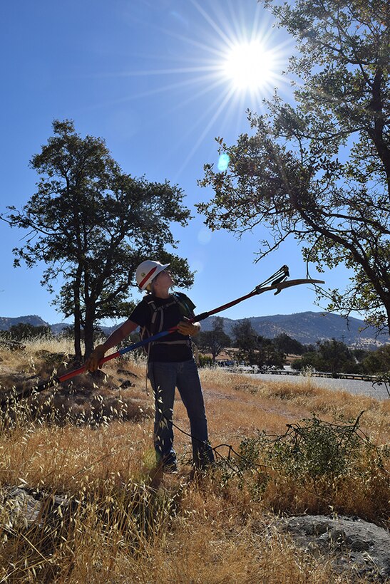 A volunteer trims mistletoe from a tree at New Hogan Lake during a National Public Lands Day event.