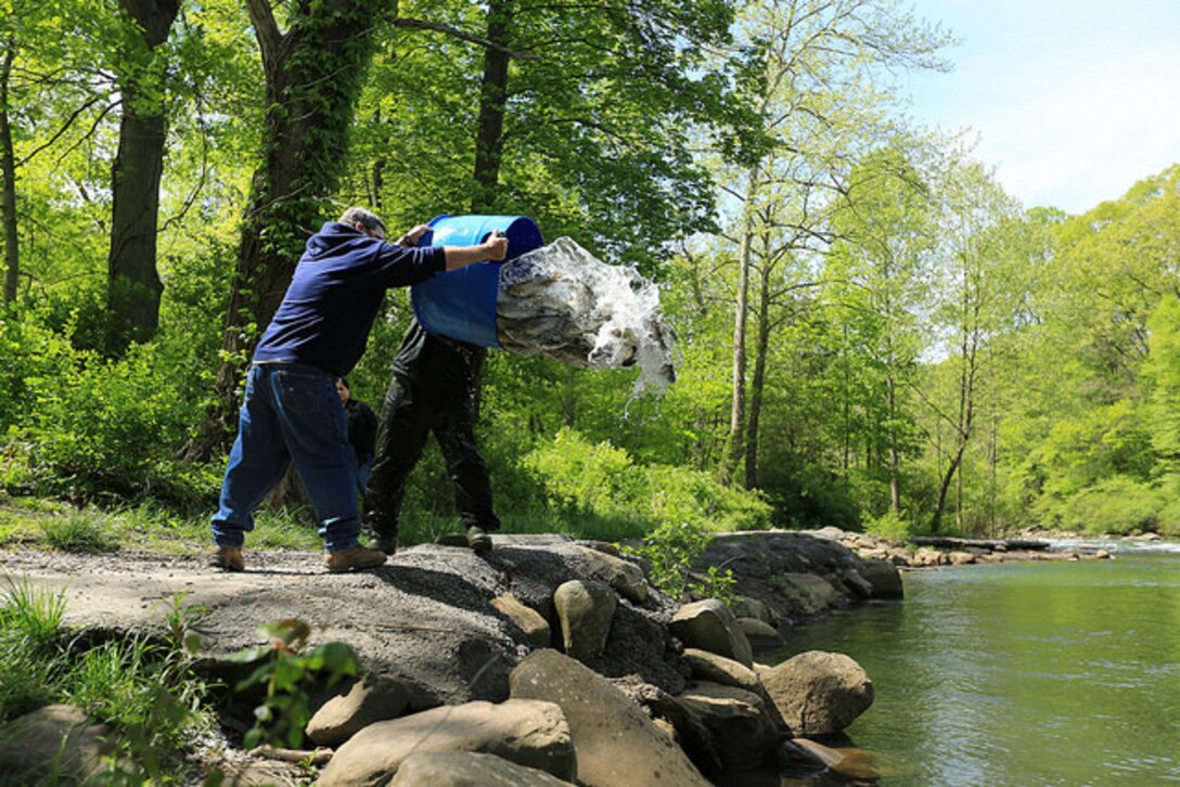 DNR staff stock trout into the North Branch of the Potomac River, May 10, 2017. 