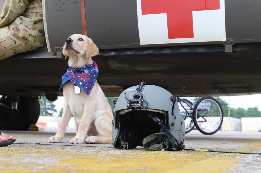 A guide dog in training sits next to a pilot’s helmet at Hunter Army Airfield, Ga., June 26, 2017. The dog is in its first phase of training, and is learning to socialize and become confident in different environments. Army photo by Staff Sgt. Kellen Stuart