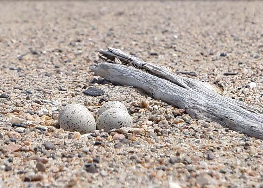 A piping plover nest with eggs on a sandbar.  The eggs' coloring provides camouflage to protect them from predators.