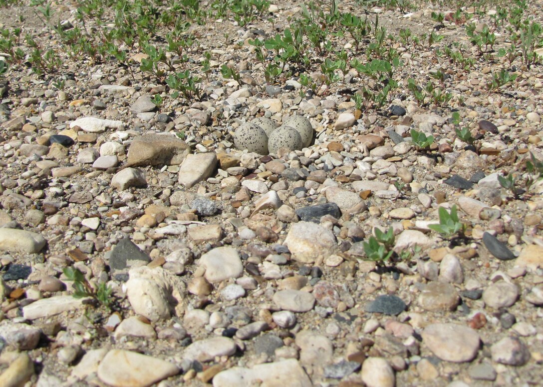 Piping plover nest with eggs on a sandbar. The eggs, in the upper center of the photo, blend in well with their surroundings and are difficult to see.
