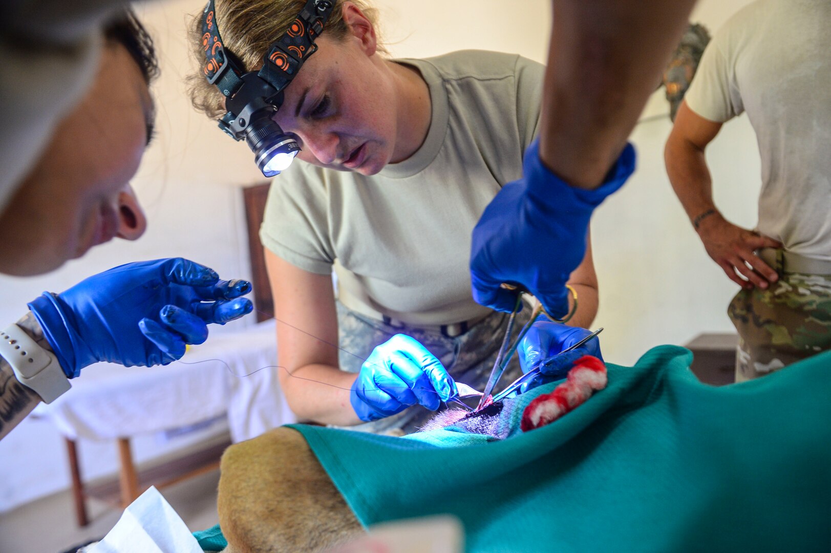 TRUJILLO, Honduras (Feb. 25, 2017) - Army Capt. Amanda Jeffries a native of Raleigh, N.C., and veterinarian assigned to Public Health Activity-Fort Belvoir, Va., performs a sterilization procedure during a veterinary site visit in support of Continuing Promise 2017’s (CP-17) stop in Trujillo, Honduras.  CP-17 is a U.S. Southern Command-sponsored and U.S. Naval Forces Southern Command/U.S. 4th Fleet-conducted deployment to conduct civil-military operations including humanitarian assistance, training engagements, and medical, dental, and veterinary support in an effort to show U.S. support and commitment to Central and South America. (U.S. Navy Combat Camera photo by Mass Communication Specialist 2nd Class Brittney Cannady)