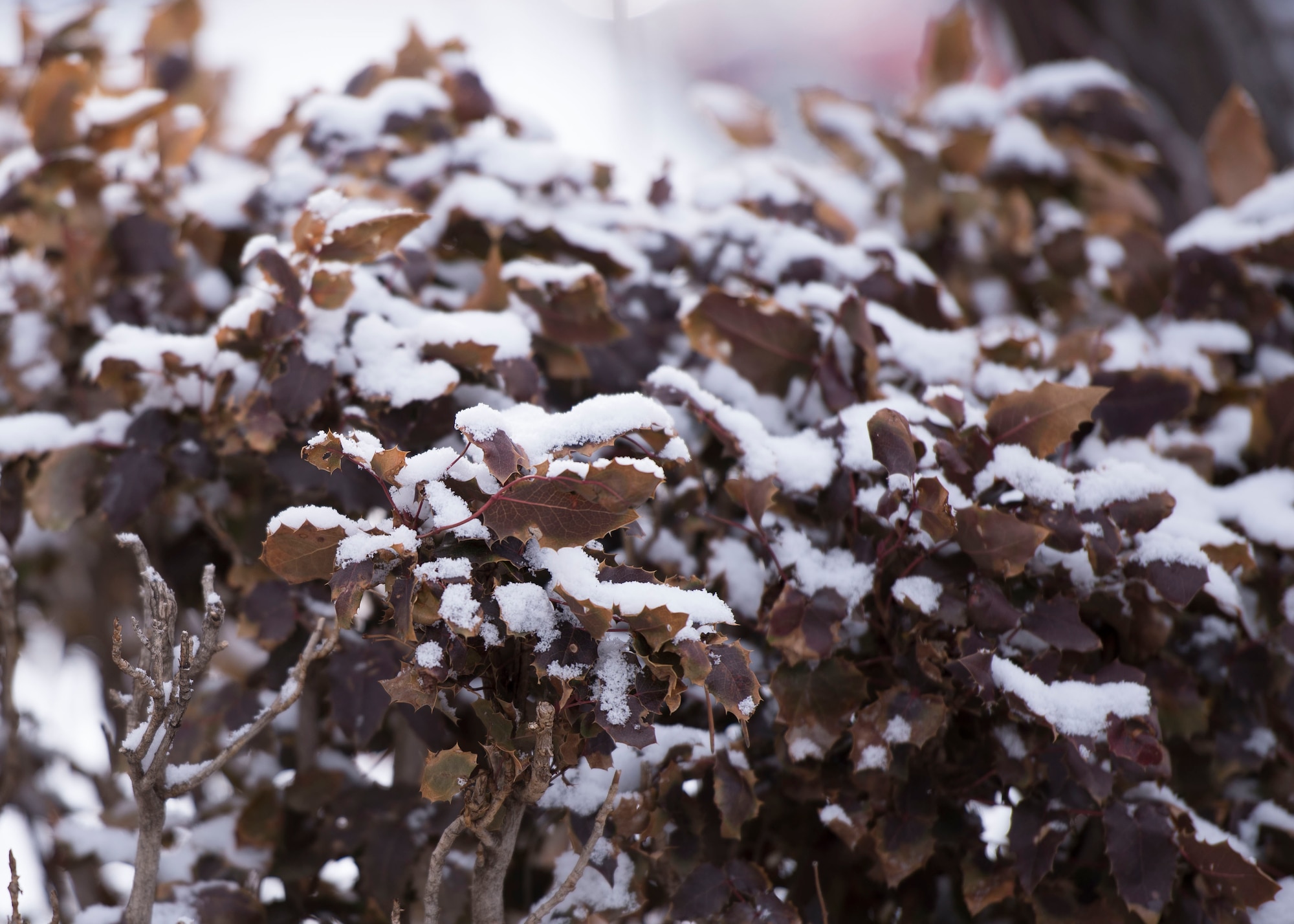 Snow settles on tree branches after accumulating over night at Mountain Home Air Force Base, Idaho Feb. 28, 2017. MHAFB received 35.6 inches of snow this season, making it the largest snowfall in a winter season. According to local weather studies, Mountain Home AFB receives an average of 13.2 inches of snow annually. (U.S. Air Force photo by Airman 1st Class Chester Mientkiewicz/Released)