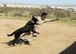 Airmen from the 412th Security Forces Squadron put on a military working dog demonstration for guests of the new Netflix show "Ultimate Beastmaster" Feb. 24. (U.S. Air Force photo by Kenji Thuloweit)