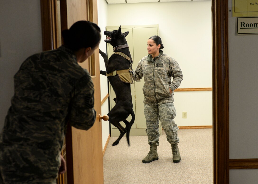 Tech Sgt. Kellie Peterson, a military working dog handler assigned to the 28th Security Forces Squadron, observes Senior Airman Emelina Braden, a MWD handler assigned to the 28th SFS, and Eelsen, a MWD assigned to the 28th SFS, during an explosive detection certification test at Ellsworth Air Force Base, S.D., Feb. 24, 2017. During the test, both Braden and Eelsen scope out a designated building searching for 10 different explosive aids hidden throughout to determine their capability and efficiency. (U.S. Air Force photo by Senior Airman Anania Tekurio)