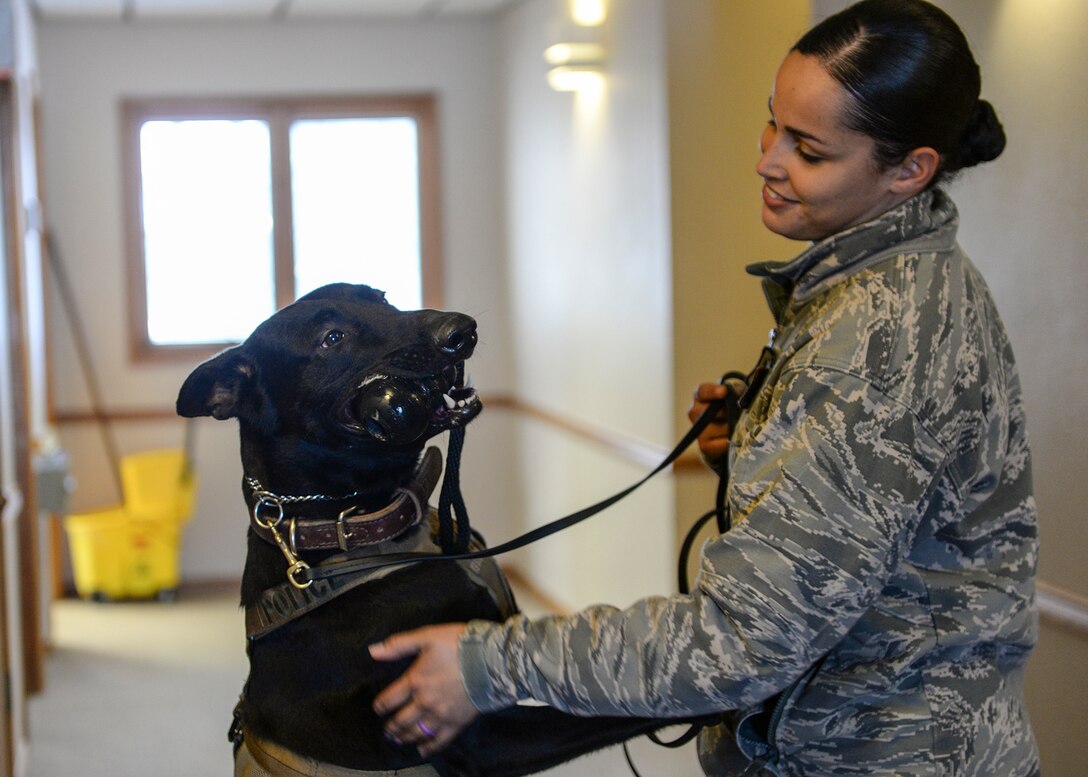 Senior Airman Emelina Braden, a military working dog handler assigned to the 28th Security Forces Squadron, rewards Eelsen, a MWD assigned to the 28th SFS, during an explosive detection certification test at Ellsworth Air Force Base, S.D., Feb. 24, 2017. Each time a MWD is assigned a new handler, both handler and dog are tested and certified in their respective specialty be it explosive detection or drug detection. (U.S. Air Force photo by Senior Airman Anania Tekurio)