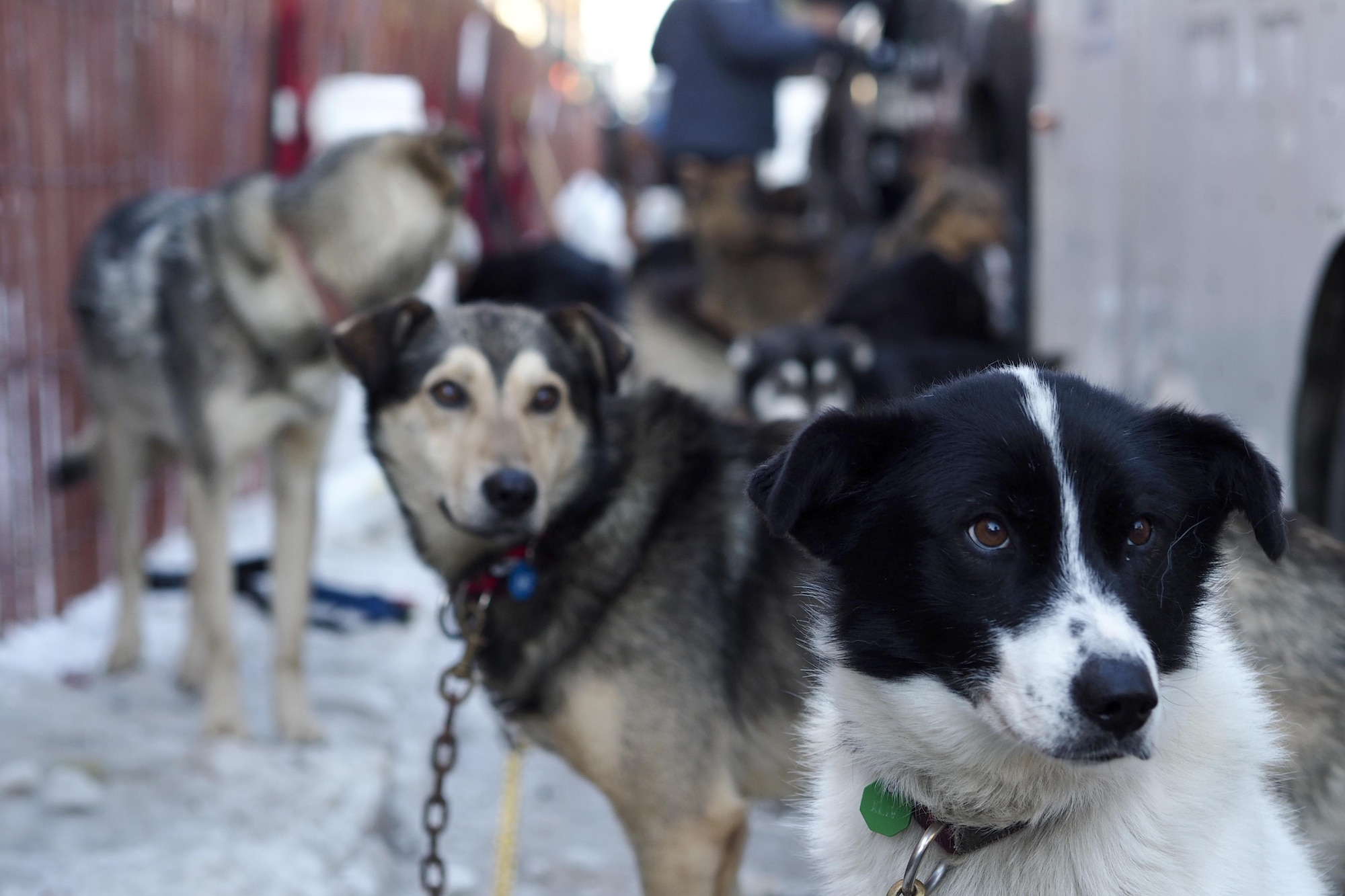 The ceremonial start to the 45th annual Iditarod Trail Sled Dog Race was hosted at Anchorage, Alaska, March 4, 2017. More than 1,150 dogs pulled 72 mushers for the day’s 11 mile run to Campbell Airstrip. 