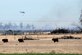 A U.S. Army National Guard Black Hawk Helicopter, pours water onto the wild fire, March 1, 2017 at Altus, Oklahoma. Nine departments including Altus Air Force Base Fire Department arrived on scene to battle this fire keeping the base and local populace safe and secure. (U.S. Air Force photo by Airman 1st Class Cody Dowell/released)  