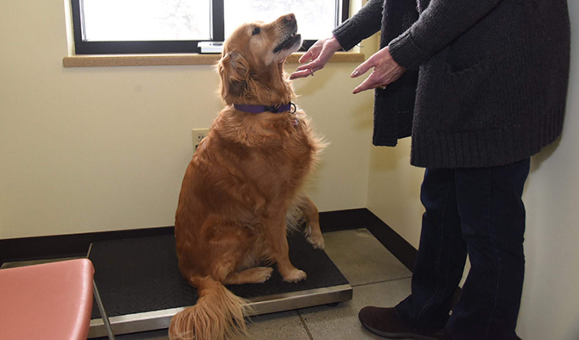 Ally, a Golden Retriever, receives a snack after being weighed in at the Veterinary Treatment Facility, March 7, 2017 at Fairchild Air Force Base, Wash. During visits, pets can have their vaccines updated and be tested for heartworm disease. (U.S. Air Force photo/Staff Sgt. Samantha Krolikowski)