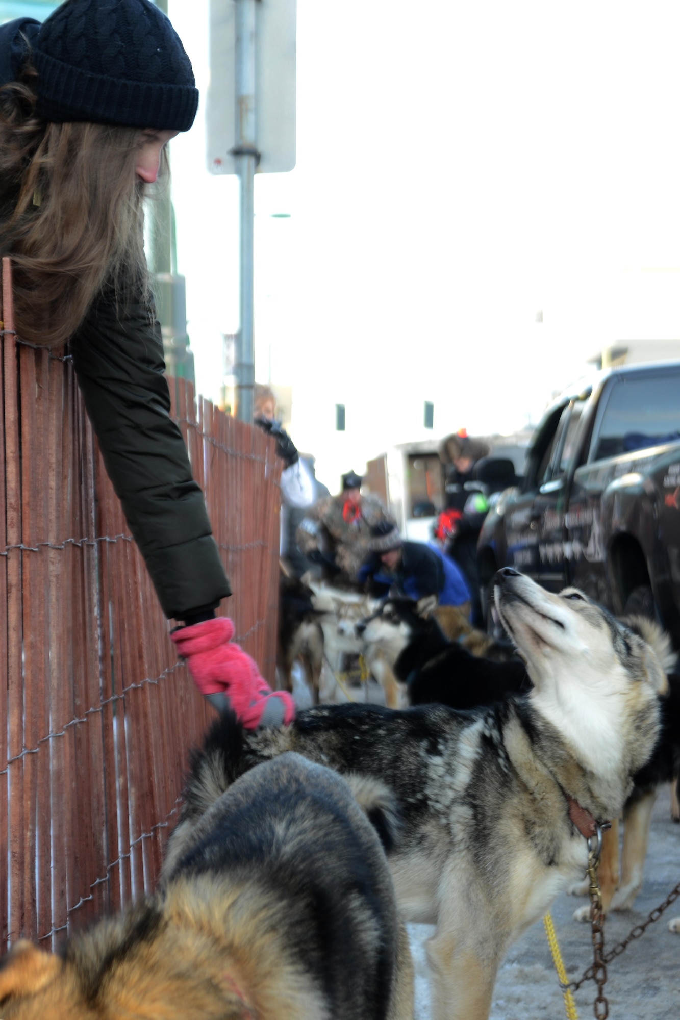 A passerby pets a dog before the ceremonial start for the 45th annual Iditarod Trail Sled Dog Race in Anchorage, Alaska, March 4, 2017. More than 1,150 dogs pulled 72 mushers for the day’s 11-mile run to Campbell Airstrip. 