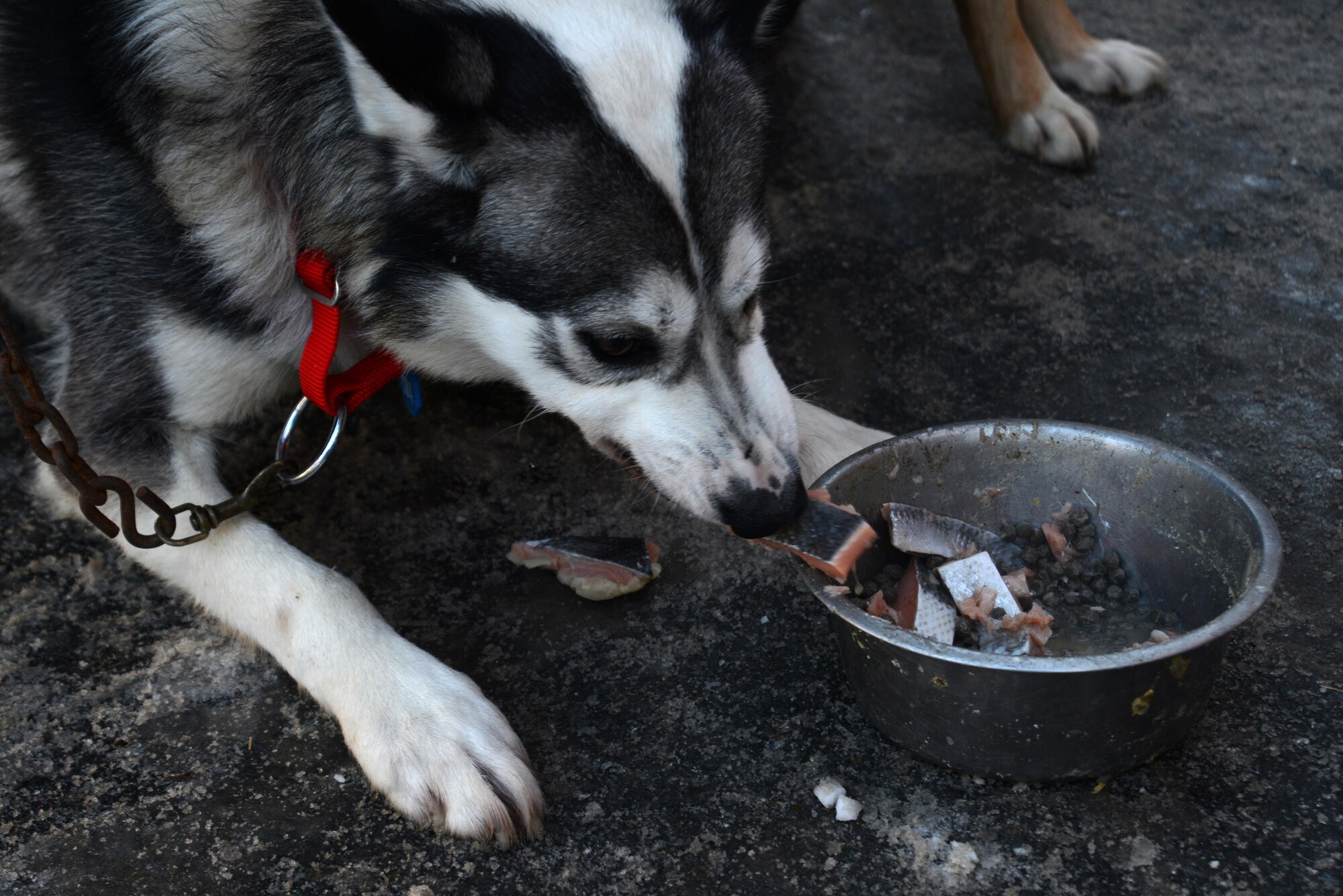 A dog eats salmon and dog food before the ceremonial start for the 45th annual Iditarod Trail Sled Dog Race in Anchorage, Alaska, March 4, 2017. More than 1,150 dogs pulled 72 mushers for the day’s 11-mile run to Campbell Airstrip. 