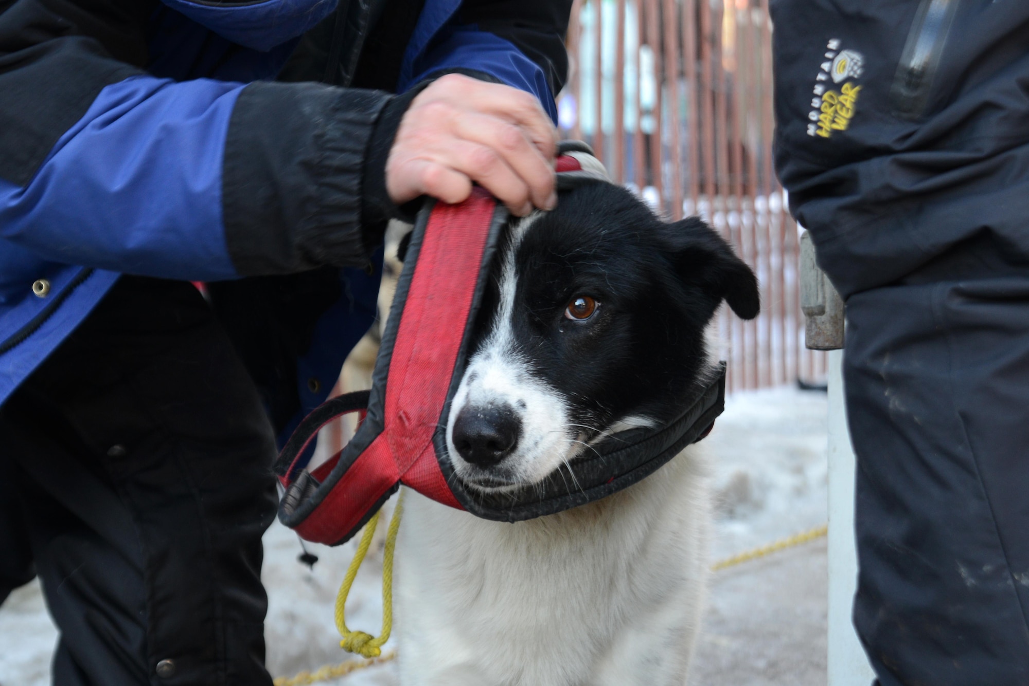 A dog is harnessed before the ceremonial start for the 45th annual Iditarod Trail Sled Dog Race in Anchorage, Alaska, March 4, 2017. More than 1,150 dogs pulled 72 mushers for the day’s 11-mile run to Campbell Airstrip. 