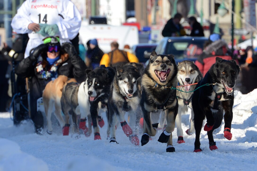 Dogs pull their musher during the ceremonial start to the 45th annual Iditarod Trail Sled Dog Race, in Anchorage, Alaska, March 4, 2017. More than 1,150 dogs pulled 72 mushers for the day’s 11-mile run to Campbell Airstrip. 