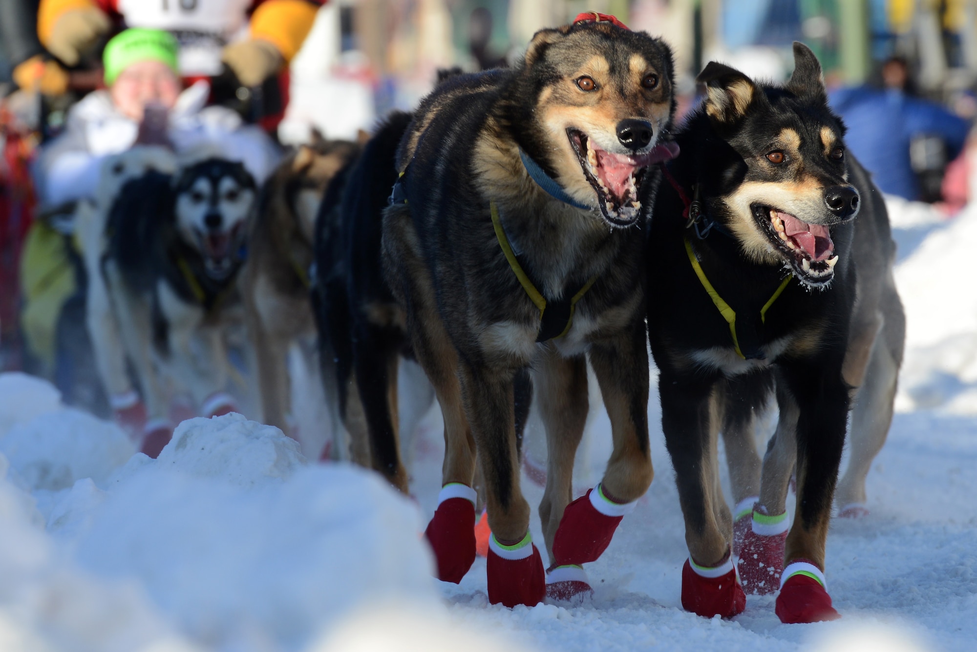 Dogs pull their musher during the ceremonial start to the 45th annual Iditarod Trail Sled Dog Race, in Anchorage, Alaska, March 4, 2017. More than 1,150 dogs pulled 72 mushers for the day’s 11-mile run to Campbell Airstrip.
