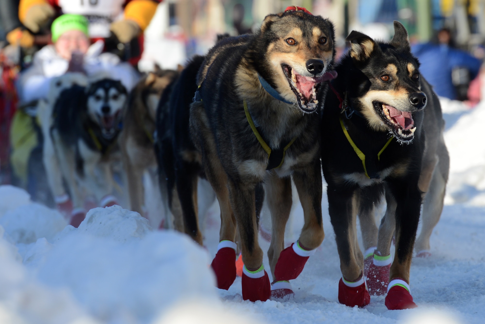 The Real-Life Diet of an Iditarod Musher, Who Eats When His Dogs Eat