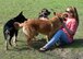 Rachel Bochenko and her 4-month-old puppy, Indy, interact with other dogs while visiting the dog park at Tyndall Air Force Base, Fla., March 1, 2017. A baseball field was recently repurposed to provide a place for both canines and their humans to have a ball. (U.S. Air Force photo by Airman 1st Class Isaiah J. Soliz/Released) 