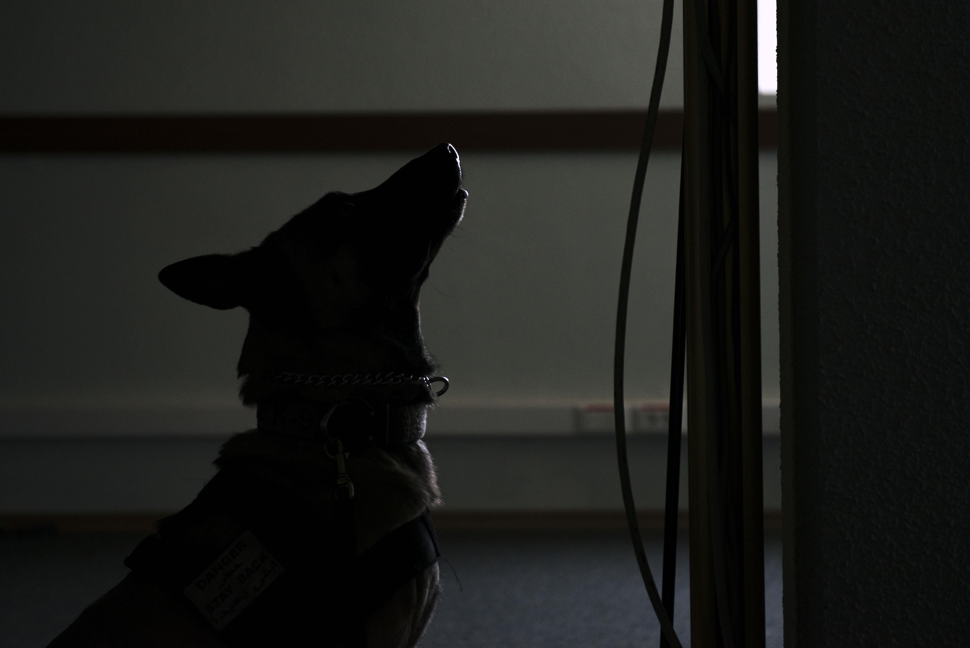 A U.S. Air Force military working dog (MWD), Dino, alerts to a simulated substance during detection training, Mar. 2, 2017, at Incirlik Air Base, Turkey. The training was designed to test MWD’s sensing capabilities in different realistic scenarios. (U.S. Air Force photo by Senior Airman John Nieves Camacho)