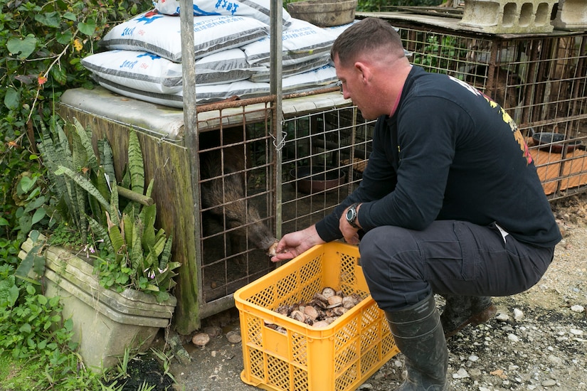 Marine Corps Gunnery Sgt. Todd Groves feeds one of the pigs on Bokusei Kinjo’s farm, near Camp Hansen, Okinawa, Japan, Feb. 23, 2017. Marine Corps photo by Lance Cpl. Bernadette Wildes