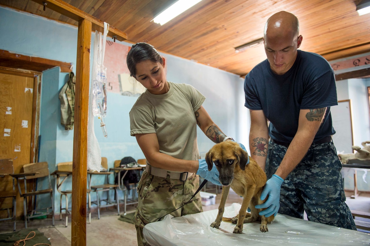 TRUJILLO, Honduras (Feb. 24, 2017) – Army Sgt. Katia Rivera, a native of Puerto Rico, assigned to Public Health Activity-Fort Belvoir, Va., and Culinary Specialist 2nd Class Nathan Rock, attached to Naval Station Everett, Wash., inspect a dog for fleas during a veterinary check-up in support of Continuing Promise 2017's (CP-17) visit to Trujillo, Honduras. CP-17 is a U.S. Southern Command-sponsored and U.S. Naval Forces Southern Command/U.S. 4th Fleet-conducted deployment to conduct civil-military operations including humanitarian assistance, training engagements, and medical, dental, and veterinary support in an effort to show U.S. support and commitment to Central and South America. (U.S. Navy photo by Mass Communication Specialist 2nd Class Shamira Purifoy)