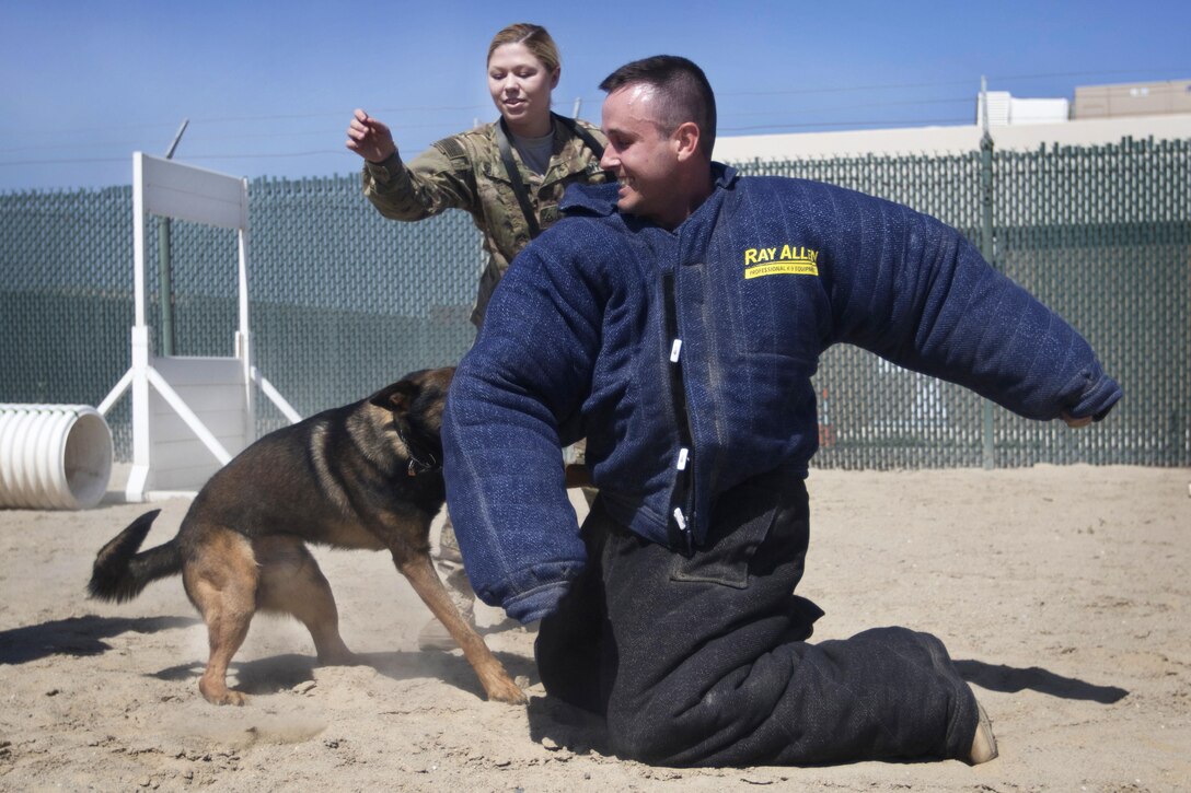 Army Pfc. Heaven Southard, rear, watches as her military working dog, Jerry, bites and takes down Army Staff Sgt. Daniel Sullivan during a demonstration at Camp Arifjan, Kuwait, March 7, 2017. Southard is a military working dog handler assigned to the Directorate of Emergency Services in Kuwait. Sullivan is a public affairs noncommissioned officer assigned to U.S. Army Central. Army photo by Staff Sgt. Dalton Smith