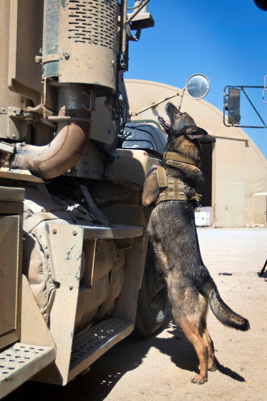 Diana, a military working dog, searches for a training aid during a demonstration at Camp Arifjan, Kuwait, March 7, 2017. Army photo by Staff Sgt. Dalton Smith