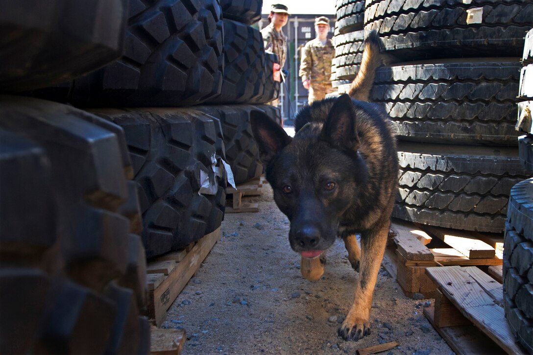 Freddy, a military working dog, searches for a training aid during a demonstration at Camp Arifjan, Kuwait, March 7, 2017. Army photo by Staff Sgt. Dalton Smith