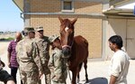 Spc. Rachel Dinger, an animal care specialist, with the195th Medical Detachment Veterinary Service Support, gives a horse a hug, March 7, 2017, at the Kuwait Military Department of Defense. Their visit is part of the military to military project of sharing veterinarian services the United States has with its host nation of Kuwait. (U.S. Army photo by Sgt. Tom Wade, USARCENT PAO)