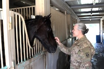 Army Chief Warrant Officer 2 Margaret Pierson, a food safety officer, with the 195th Medical Detachment Veterinary Service Support, rubs the nose of a horse, March 7, 2017, at the Kuwait Military Department of Defense. Their visit is part of the military to military project of sharing veterinarian services the United States has with its host nation of Kuwait. (U.S. Army photo by Sgt. Tom Wade, USARCENT PAO)