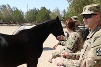 Command Sgt. Maj. Robert Nelson (right), the chief medical non-commissioned officer in charge, with the 31st Combat Support Hospital, along with Soldiers of the 195th Medical Detachment Veterinary Service Support, checks on the status of a pregnant horse, March 7, 2017, at the Kuwait Military of Defense. Their visit is part of the military to military project of sharing veterinarian services the United States has with its host nation of Kuwait. (U.S. Army photo by Sgt. Tom Wade, USARCENT PAO)