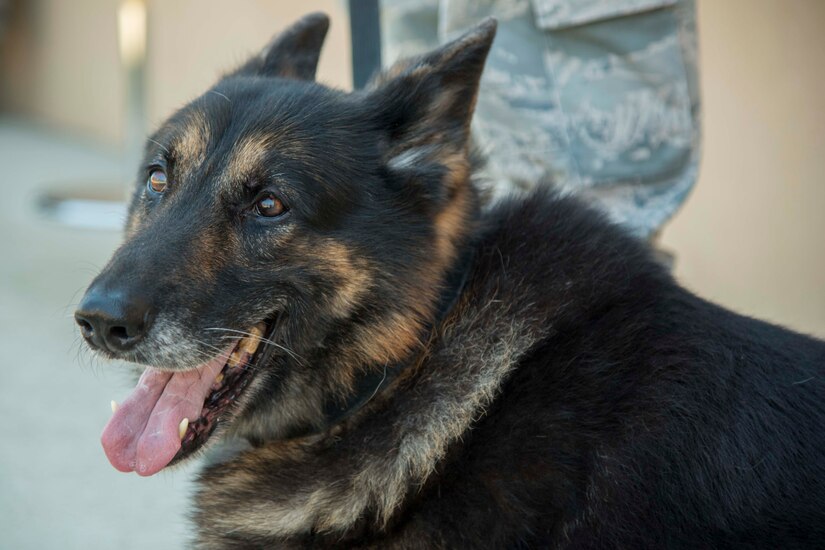 Teo, 11th Security Support Squadron military working dog, pants during his retirement ceremony at Joint Base Andrews, Md., March 9, 2017. Throughout his 10-year career, Teo performed more than 700 hours of detection, amounting to 40,000 vehicle, luggage, and equipment sweeps for the president, vice president, and distinguished visitors of the U.S. (U.S. Air Force photo by Airman 1st Class Valentina Lopez)