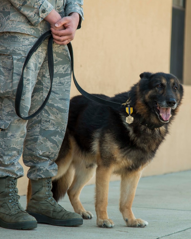 Teo, 11th Security Support Squadron military working dog, wears an Air Force Commendation Medal during his retirement ceremony at Joint Base Andrews, Md., March 9, 2017. This military decoration was presented to Teo for his 10-year career. He traveled the nation on missions supporting secret service by providing flawless detection capabilities for the president, vice president, over 60 foreign heads of state and dignitaries transiting throughout the world. (U.S. Air Force photo by Airman 1st Class Valentina Lopez)